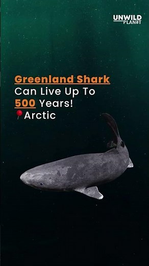 Travel to Greenland - Explore Wildlife | Greenland Things To Do