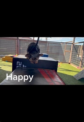 Bullet Train pups working our way through the obstacle course today!!!!❤️🥰🐶🐩☀️ (Part 1/2) | Playstaytion Pet Resort & Training