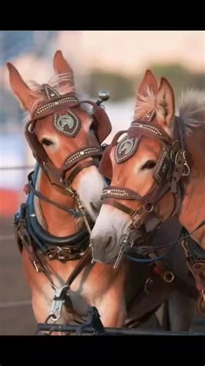Mules bonding!! Matching Mules. Hutto Mule and Farming. #mule #farming | Hutto Mule and Farming