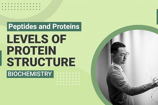 Levels of Protein Structure – MCAT Biochemistry | MedSchoolCoach