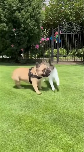 FRENCH BULLDOG VS. CAT! 🐶🐱❤️ The Cutest Showdown You’ll See Today! #FrenchBulldog #DogVsCat #lol