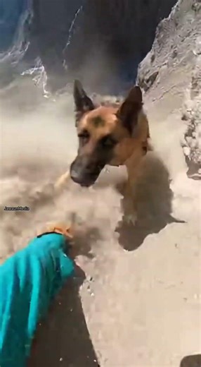 Cliffside Close Call as Hiker Saves Sliding Dog From Fall ⛰️🐶😨