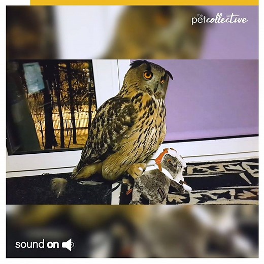 171K views · 1.3K reactions | Some pets don't want to share黎 | Try Not to Laugh | Facebook