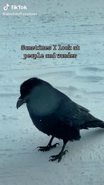 Funny Quotes and Stupid Behavior Explained