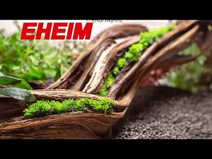 Shallow Aquascape Setup – With Eheim Classic Vario