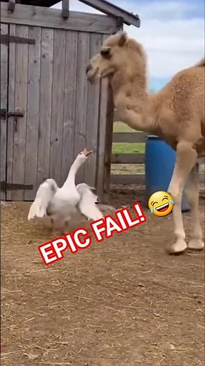 HILARIOUS: Tiny Goose vs. Giant Camel! (Epic Fail) 🐪