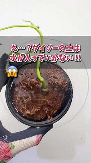 水を吸わないダイソーの土の問題解決方法！
