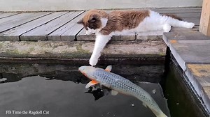 8.5M views · 200K reactions | Mr. Mika is visiting his fishy friends every day. He loves them all, Dino (the big white one in particular). Every day he's petting & kissing him. So i made this compilation vid. I can watch them all day long | Timo the Ragdoll Cat | Facebook