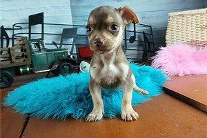 Gill - Chihuahua Puppy 6C19A7