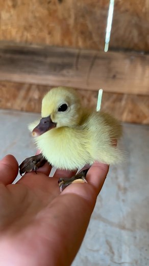 1.6M views · 96K reactions | FOURTEEN. BABIES. Gooood morning little babies, welcome to your very first day of life here on the CatAleah’s Critters farmmmm 凉  #hatch #ducklings #farm #babies #singing | CatAleah | Facebook