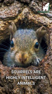 2K views · 52 reactions | Squirrels are intelligent critters! This #WildlifeWednesday, learn all about the fascinating things they do. What have you seen squirrels do that amazes you? | The Fur-Bearers | Facebook
