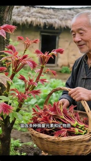 Unlock Toon Freedom: Grow Your Own Red Oil Toon Saplings Easily