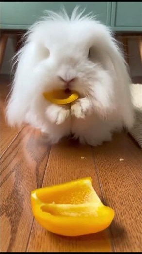 Fluffy Angora Bunny Eating Carrot & Pepper 🥕🌼