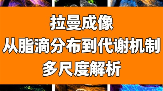 基于受激拉曼的脂滴无标记、定量及动态分析