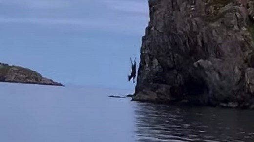 Daredevil moose dives off a cliff, swims away like nothing happened