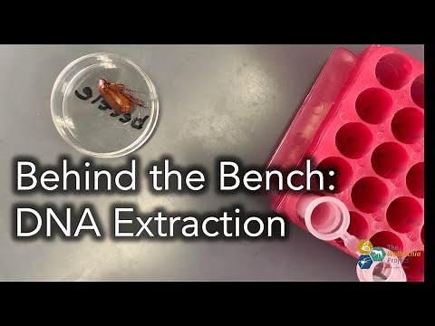 Behind the Bench: DNA Extraction with Qiagen DNeasy Blood & Tissue Kit (Product 69504)