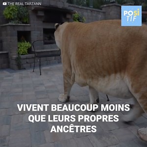 Derrière le félin le plus grand de la planète, il y a une triste et cruelle réalité. Il pèse 300 kilos et mesure 3 mètres de longueur, mais Apollo n’a pas un futur très prometteur. Crédits : The Real Tarzan https://bit.ly/2Fog0Ym Abonnez-vous à notre chaîne Youtube : http://bit.ly/yt-positif | Positif