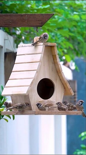Build Your Own WOODEN Bird Feeder At Home! #shortvideo #diy #birdfeeder