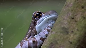 Amazon Milk frog (Trachycephalus resinifictrix) breathing, half body side view, close up shot