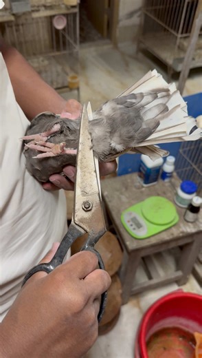 Pigeon Breeding Tips: How to Increase Fertile Eggs