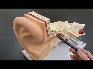 Exploring the Human Ear Model