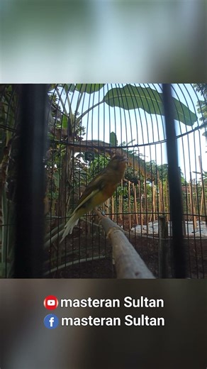 kenari gacorr #shorts #pancingankenaribetina #kicaumania #masteran