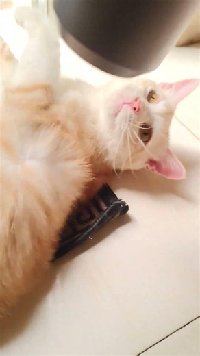 Cat being blow-dried after a bath