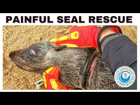 Painful Seal Rescue