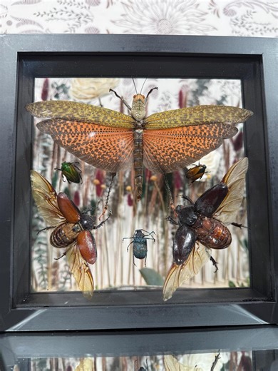 Framed Insect Display | Real Specimens Shadow Box, Gothic Decor - Etsy