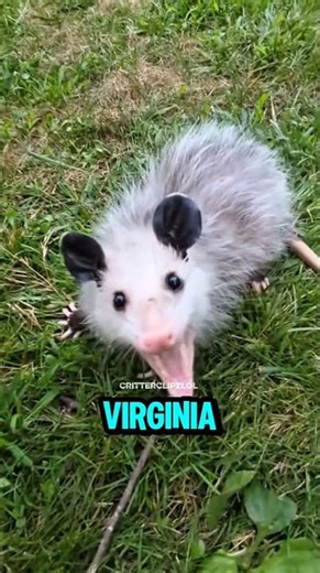Top 5 Animals That Fake Death to Survive #wildlife #top5