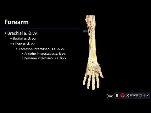 Vasculature: Overview of Upper Limb - Dissection Supplement