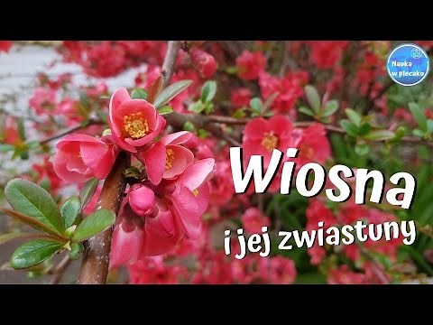 Wiosna - zwiastuny, oznaki wiosny - film edukacyjny dla dzieci