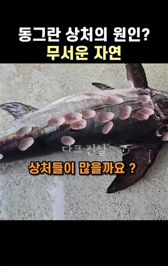 무서운 "쿠키 커터" 상어