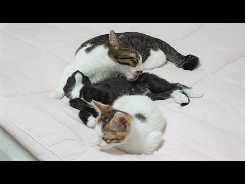 The Male Cat Acts Like a Mother To Two Rescued Kittens │ Episode.71