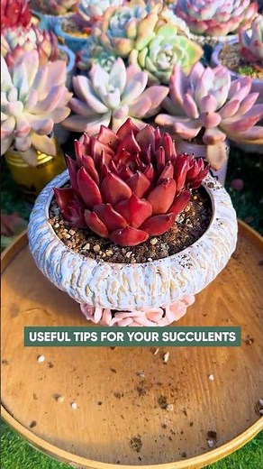 How to Repot Succulents the Right Way (Step-by-Step Guide!)
