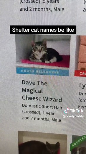 See comments if you wanna adopt Dave the 🪄🧀🧙‍♂️ | dave the magical cheese wizard