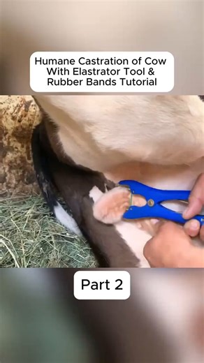 Dear lovely friend have you ever seen how Bull castration is Done look this amazing video and you learn more