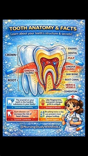 Tooth Anatomy Made Easy | Structure of Teeth & Secrets