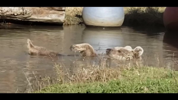 150K views · 10K reactions | Our sweet Sonya. She is just too precious. Love this girl! Is there a cuter bear? I don't think so. | Orphaned Wildlife Center | Facebook