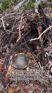 Did you know Gopher Tortoises can live to be 75 years old?! They are environmental engineers who create important habitat for other wildlife! Huge thanks and shoutout to SCCF for their continued partnership! You may have seen these shell markings before on Florida Box Turtles admitted to the clinic who are a part of SCCF’s Florida Box Turtle Monitoring Project! Though Gopher Tortoises are no longer marked in this way, it’s pretty neat we are able to estimate an approximate age for this Sanibel r