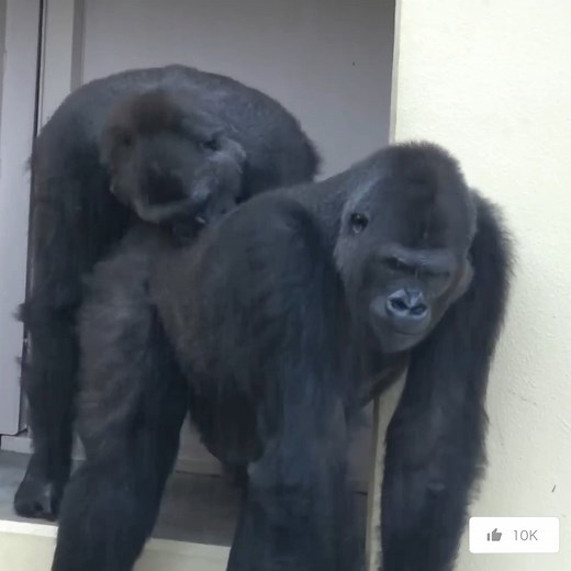 Sweet & cool interaction gorilla family meeting & relaxing. 💕❤🦍#gorillalove #gorillas #gorilla #wildlife #animals #monkey #nature #gorillaz #monkeys #wildlifephotography | Gorilla love