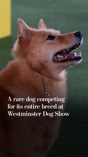 A rare dog competing for its entire breed at Westminster