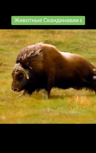 164 Животные Скандинавии 6 #recommendations #животные #рекомендації #рекомендации #animalsoftiktok #мирживотных #wildanimals #animals #wildlife #вреки #wild #fyp @Vetallyo