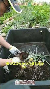 ｢玉ねぎから玉ねぎを育てる。｣自分で作った玉ねぎは不揃いで、小さいのは食べるのが後回し。そのうち芽が出てしまいました。そこで思い付いて、植えてみた。フルバージョン #土嚢袋栽培