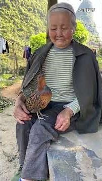 分享15种不同的“鸡”叫声，你认为哪种最好听？#鸡 #鸡叫声 #认识各种鸡 #爱鸟护鸟 #神奇的大自然