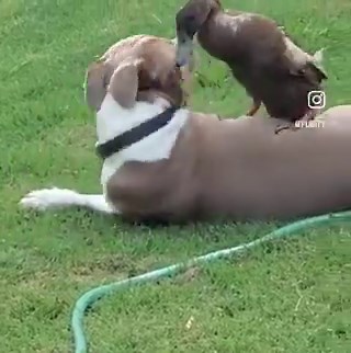 No matter how many times you’ve watched it, Max the dog playing with his duck friend Fred never fails to make your day