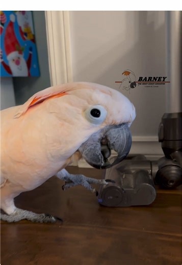 Barney found Grandma’s Scary Vacuum Cleaner 😱🤣 #barneythewestcoastcockatoo #scary #vacuum #cleaner