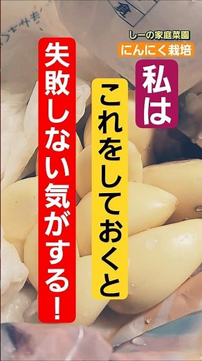 【超簡単】にんにく栽培はまず根出しと芽出しをしよう！ちょっとだけご紹介♪《しーの家庭菜園＊ニンニク栽培》
