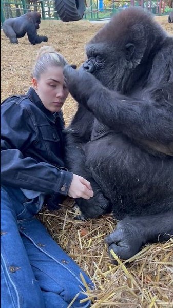 Woman is hanging out with Silverback Gorillas at her sanctuary!