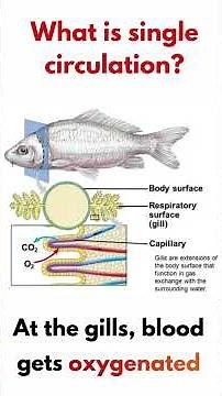 Single vs Double Circulation | IGCSE Biology Explained Simply